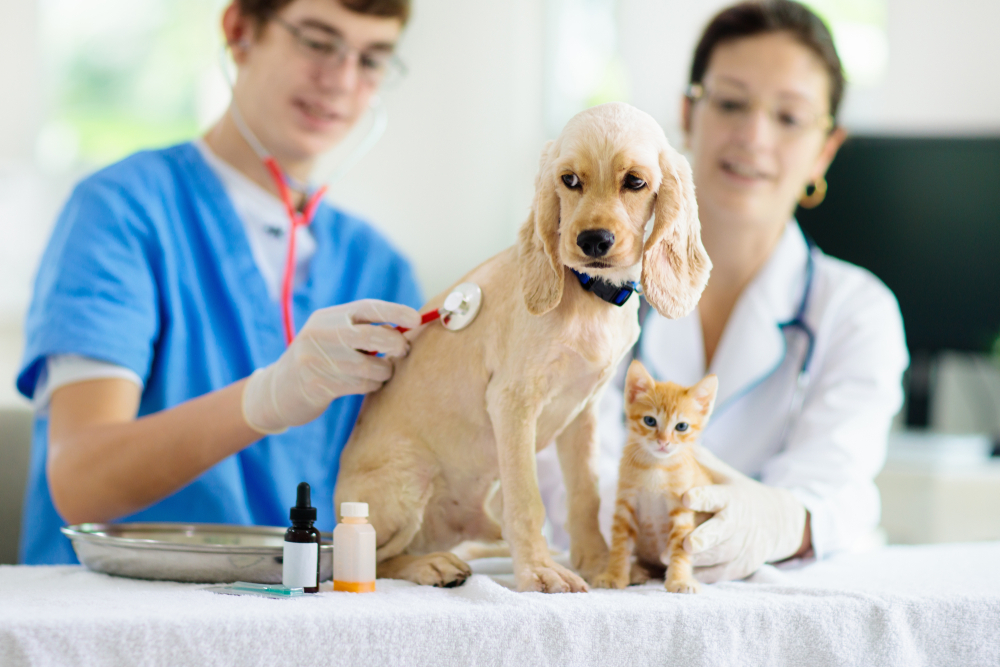 Lovely Dog - Veterinary Clinic